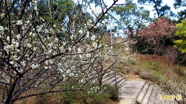 苗栗市貓裏山公園的梅樹,受近日寒流來襲,更是綻放。(記者彭健禮攝)