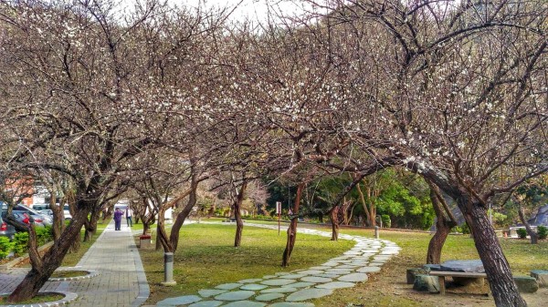 太魯閣國家公園天祥至文山溫泉一帶,沿途種植逾百株梅樹,隨著近日寒流來襲、氣溫驟降,梅花陸續綻放,遠眺宛如一層點點白雪覆蓋枝頭。(馬姓讀者提供)