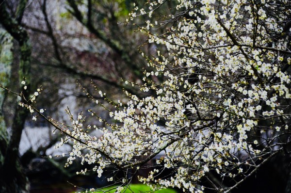 太魯閣天祥地區梅花盛開,花卉綻放程度約七成,太魯閣國家公園管理處預估隨著氣溫漸降,梅花將會開得更漂亮,花期也可延續至一月底。(馬姓讀者提供)