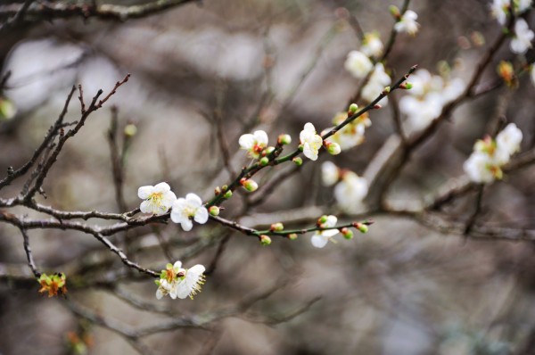 目前位於太魯閣文天祥公園及福園的梅樹朵朵白花開滿樹梢,另在天祥梅園中的四十多棵梅樹,則已蓄勢待發、含苞待放。 (馬姓讀者提供)
