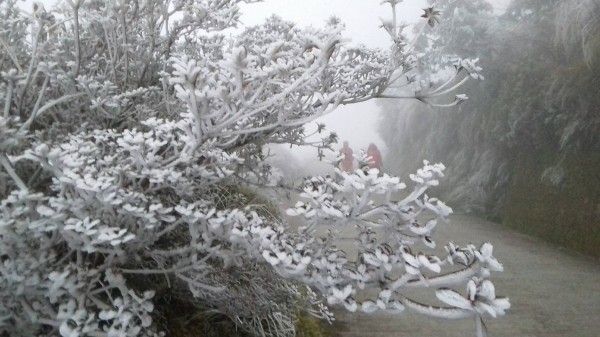 太平山今晚再度下雪,圖為白天的霧淞。(記者江志雄翻攝)