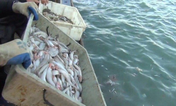 金門海巡隊將「閩龍漁0206號」捕捉的雜魚丟入海中。(圖由金門海巡隊提供)