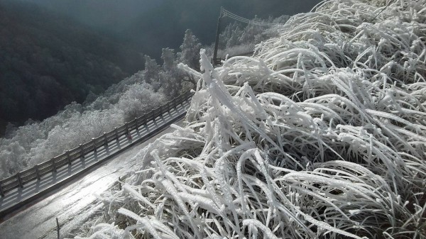 太平山區結冰景色。(記者江志雄翻攝)