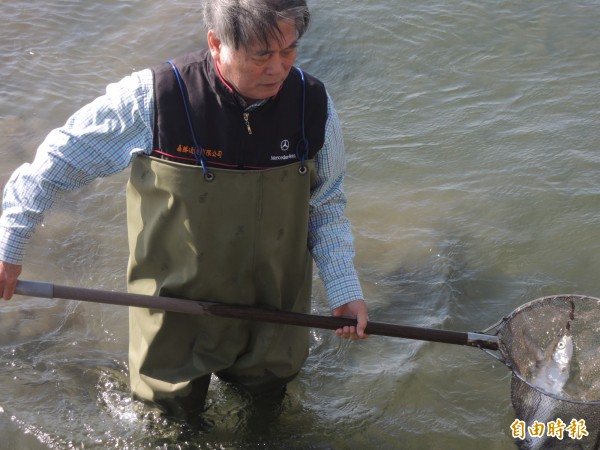 台西養殖業者今晨出清凍僵虱目魚。(記者陳燦坤攝)