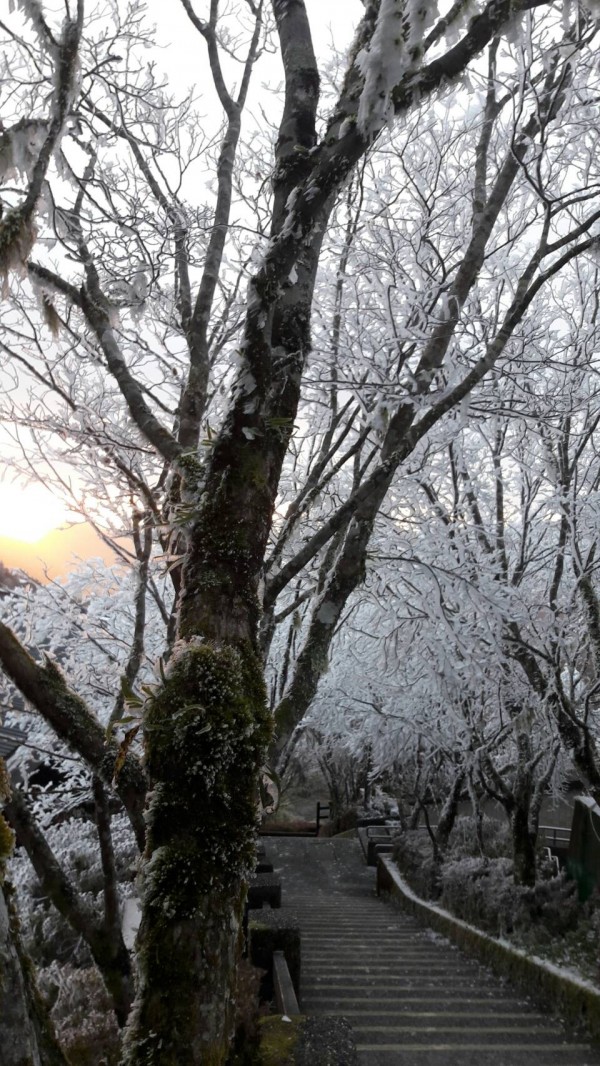 太平山霧淞美極了。(記者江志雄翻攝)