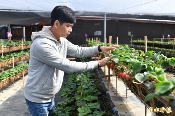 尤俊景在炎熱恆春半島種出白草莓。(記者蔡宗憲攝)