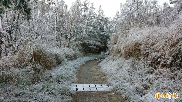 太平山今晨氣溫僅兩度,林間小徑出現霧淞美景。(太平山莊提供)