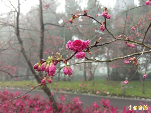 九族櫻花祭開跑，園區山櫻花已率先綻放。（記者劉濱銓攝）