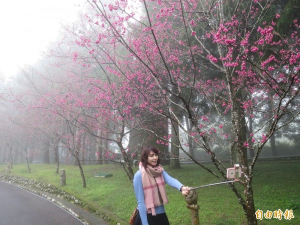 九族櫻花祭開跑，園區山櫻花已經陸續綻放，吸引遊客慕名賞花。（記者劉濱銓攝）