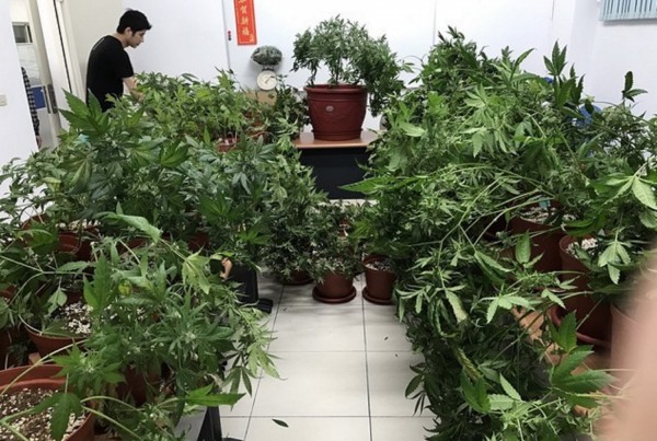 警方查扣六十五盆大麻盆栽。（記者彭健禮翻攝）