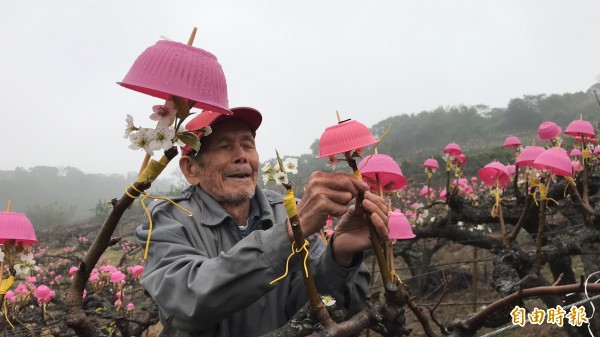 91歲阿公劉仕李種了幾十年的高接梨，今年首度、也開全鎮梨農先河，「一碗碗」替梨花罩上，取代小雨傘的「高貴」保護。（記者黃美珠攝）