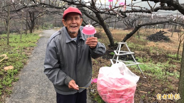 91歲阿公劉仕李得意的說，1個免洗碗、1根免洗筷、配上2根束帶，一樣可以保護梨花，但是成本遠低於「高貴」的小雨傘。（記者黃美珠攝）