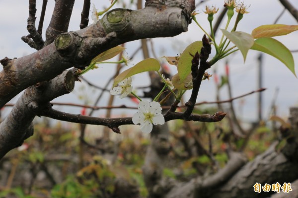 現在正值梨花季，三灣鄉本週六有一系列梨花季藝文活動。（記者鄭名翔攝）