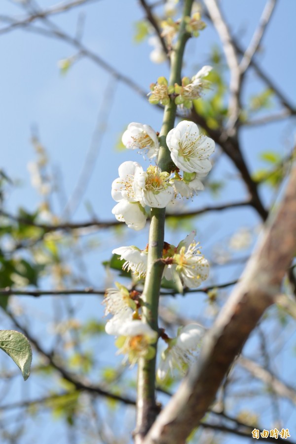 花壇鄉岩竹村這片梅園的梅花盛開，美麗壯觀。（記者湯世名攝）