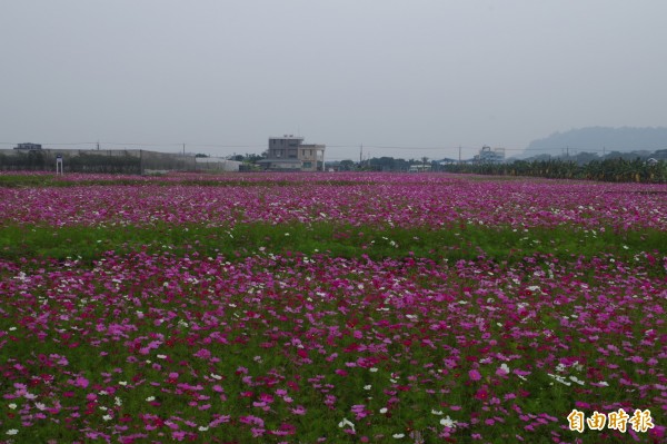 林內花海盛開，層次感鮮明，成為熱門打卡景點。（記者林國賢攝）