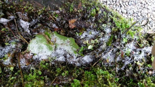 拉拉山神木區降雪。（民眾提供）