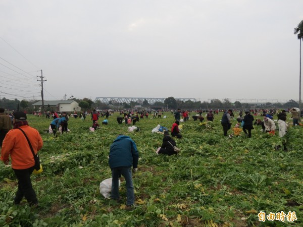 這場免費拔蘿蔔活動中，有人還拔到重達4公斤的大蘿蔔。（記者蘇金鳳攝）