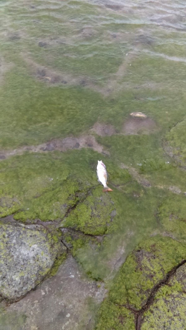 澎湖海水溫度突破15度寒害警戒線，海邊零星出現首批體弱凍死魚。（陳憬賢提供）