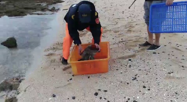 望安潭門安檢所接獲民眾報案，在中社海域搶救擱淺綠蠵龜。（岸巡七總隊提供）