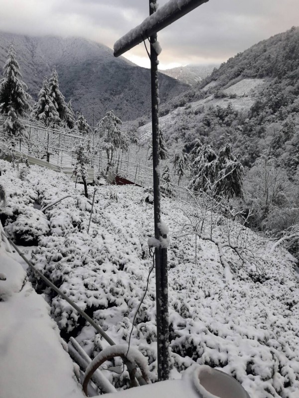 中橫公路旁的茶園也被白雪覆蓋，經過霜雪淬煉，也預約今年春茶的好滋味。（圖：仁愛分局提供）