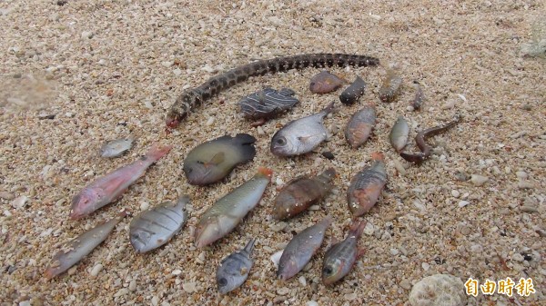 今年寒害死亡的魚種相當多,但數量卻不多。(記者劉禹慶攝)