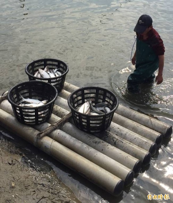 寒流又傳造成沿海虱目魚凍死，立委陳亭妃今日赴七股三股勘災，請漁政單位要密切注意。（記者王涵平攝）