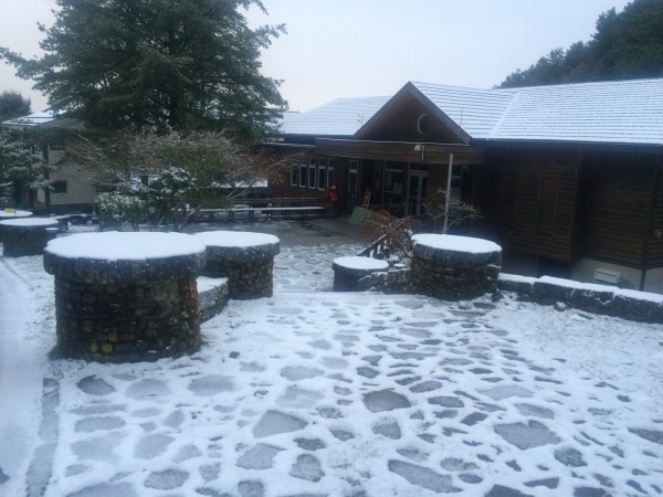低溫持續下探,玉山塔塔加園區終於飄雪,積雪1.5公分。(圖由玉管處提供)