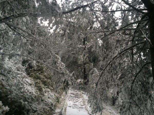 低溫持續下探,玉山塔塔加園區飄降瑞雪,步道林木都覆蓋皚皚白雪。(圖由玉管處提供)