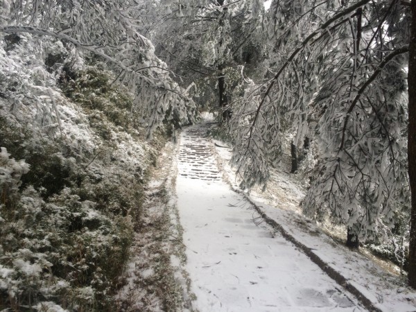 低溫持續下探,玉山塔塔加園區飄降瑞雪,步道林木都覆蓋皚皚白雪。(圖由玉管處提供)