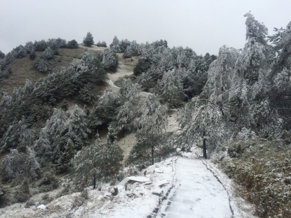 低溫持續下探,玉山塔塔加園區飄降瑞雪,步道林木都覆蓋皚皚白雪。(圖由玉管處提供)
