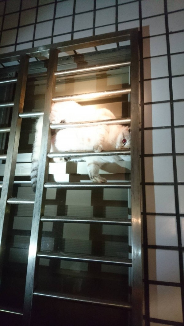 雲林縣特搜隊花蓮國盛六街2號大樓發現卡在鐵窗小貓。(記者林國賢翻攝)