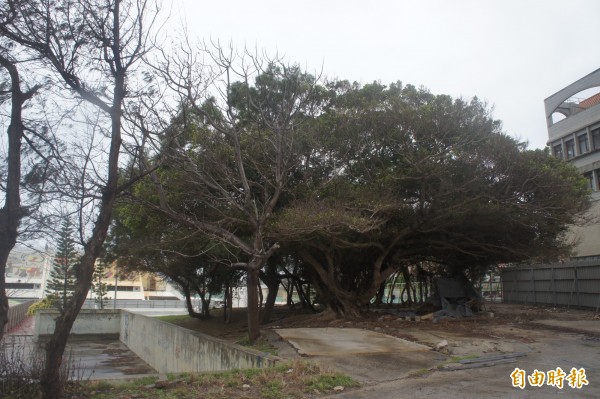 正式動工的澎湖多功能體育館，鄰近居民希望保留老樹群。（記者劉禹慶攝）