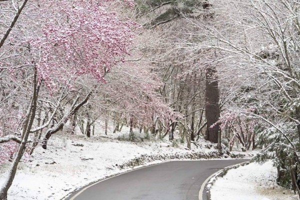 武陵櫻花綻放又飄雪美景如畫。(圖由保七總隊第五大隊提供)
