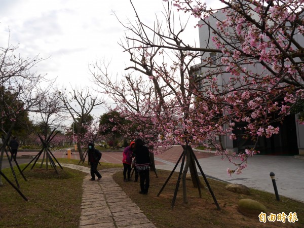 后里崴立公園河津櫻盛開，吸引民眾賞花。（記者張軒哲攝）