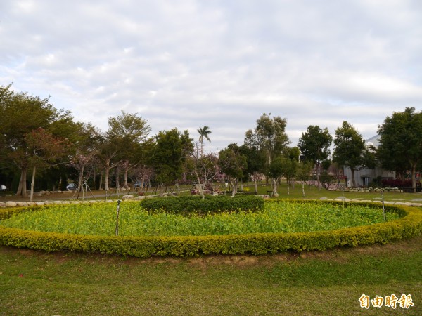 后里崴立公園河津櫻盛開，綠草茵茵。（記者張軒哲攝）