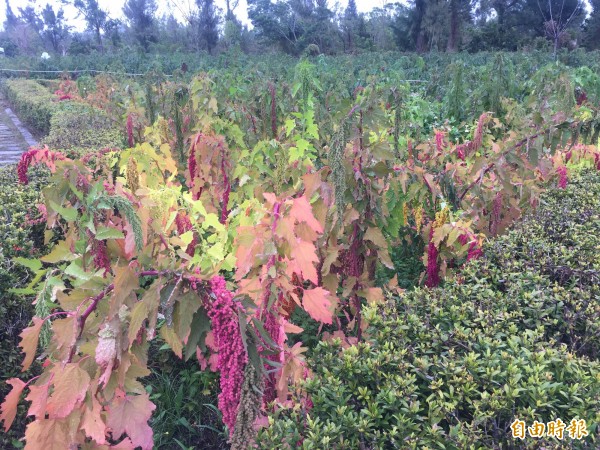 台東森林公園種了4分地紅藜。（記者張存薇攝）