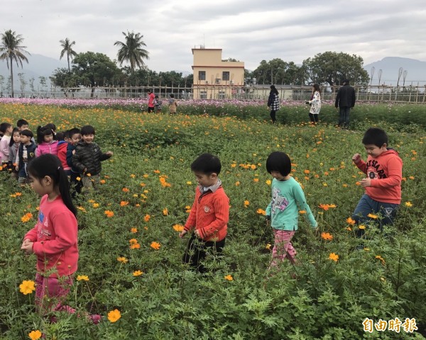 美濃花田今年持續綻放，歡迎民眾過年期間前往賞花吃美食。（記者黃佳琳攝）