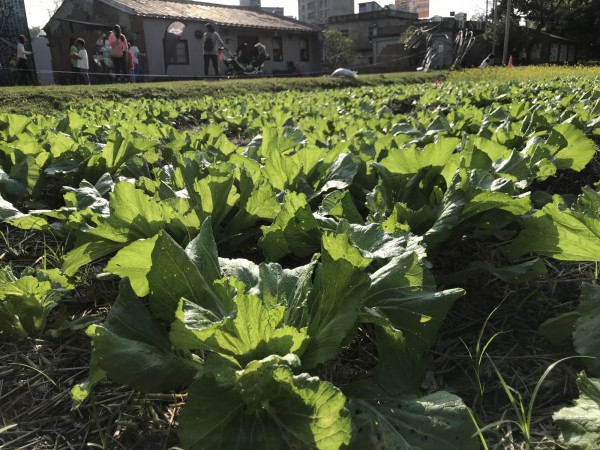 竹北市新瓦屋的芥菜苗熬過霸王寒流，茁壯成一幅綠油油的風景，新竹縣政府文化局24日推出「相約採芥菜」活動，開放民眾排隊體驗，自採芥菜免費帶回家。（記者廖雪茹翻攝）