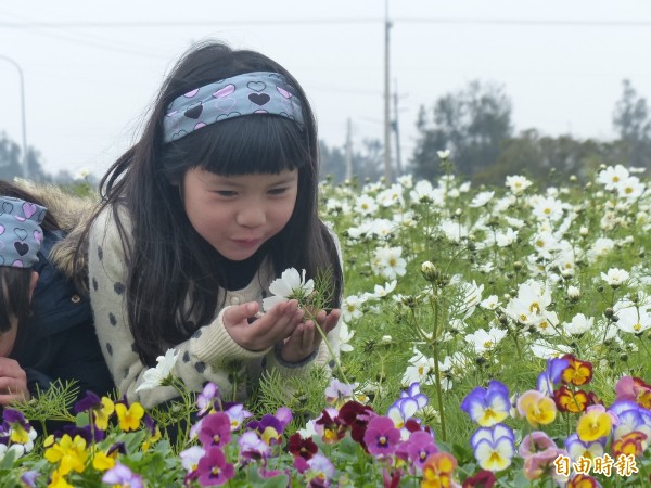 金門養工所旁之花海區，有花景可供拍照，但花香則各人感受不同，這名小朋友聞到味道，直言這味道「怪怪的」。（記者吳正庭攝）