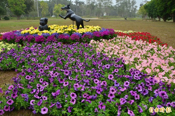 新春好去處，台南山上全國蘭花大賞登場。（記者吳俊鋒攝）