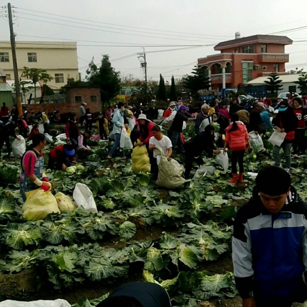 「佛心價」高麗菜開採的盛況。（陳孋雯提供）