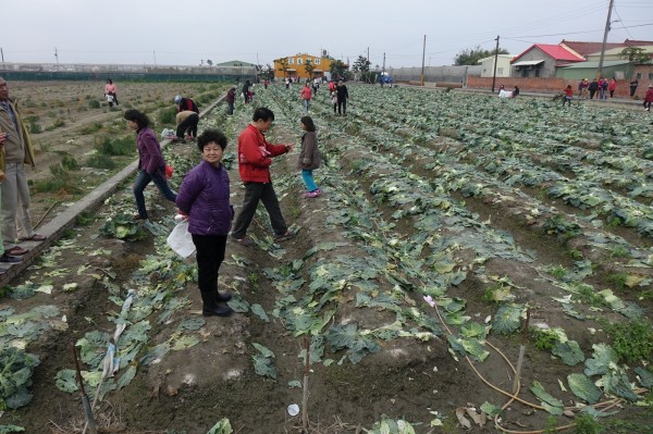 搶不到「佛心價」高麗菜，有民眾撿菜葉回家餵家禽。（記者劉曉欣攝）