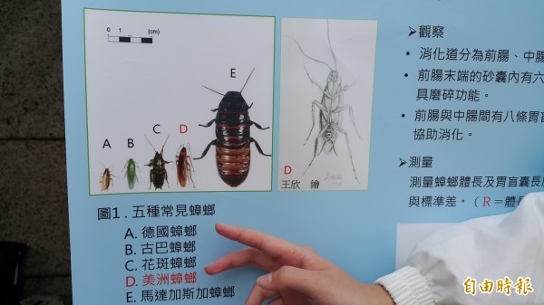 台東女中學生養蟑螂解剖做實驗,展示研究成果。(記者黃明堂攝)