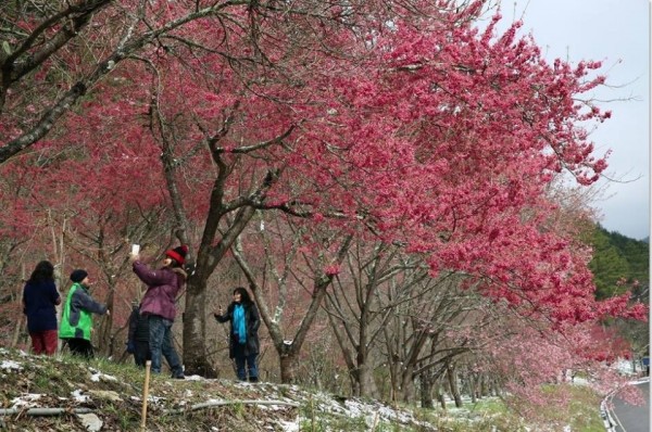 武陵農場櫻花子將於2月16日開跑！持續至25日。（圖由武陵農場提供）