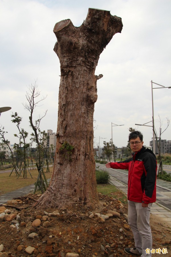 樹黨新竹縣竹北市代許育綸說，照門百年老茄苳因為瀕死，再被轉植田新區段徵收區的籃球場旁後，再被修、截去更多枝幹，儘管樹身有長出小新芽，但仍讓人憂心，但是鎮長林保祿強調，樹是活的，沒有問題。（記者黃美珠攝）