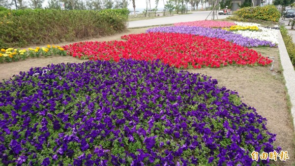 水利局於茄萣海岸公園，打造愛心花海迎賓。（記者陳文嬋攝）