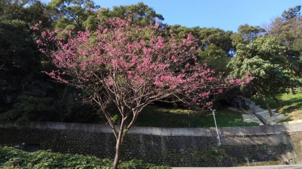 2月中下旬適合賞櫻的地點，包含中和區的烘爐地等地。（新北市景觀處提供）