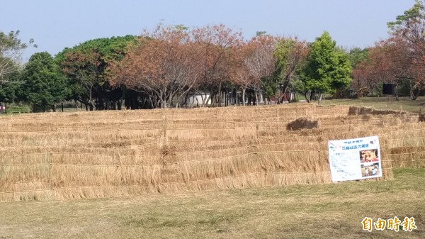 佔地2.5公頃的稻草迷宮。（記者廖淑玲攝）