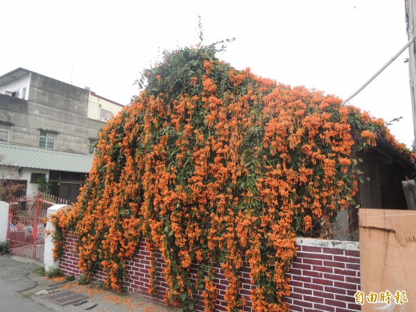 過年炮仗花開增添喜氣,頗受雲林沿海民眾喜愛。(記者陳燦坤攝)