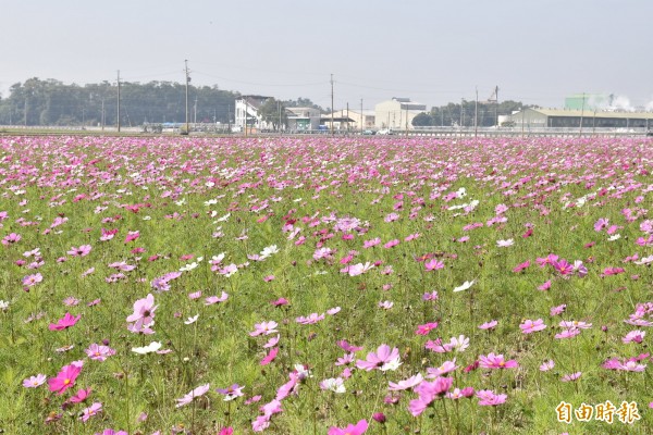 斗南石龜社區花海登場，社區邀請大家除夕夜到石龜守歲跨年。（記者黃淑莉攝）